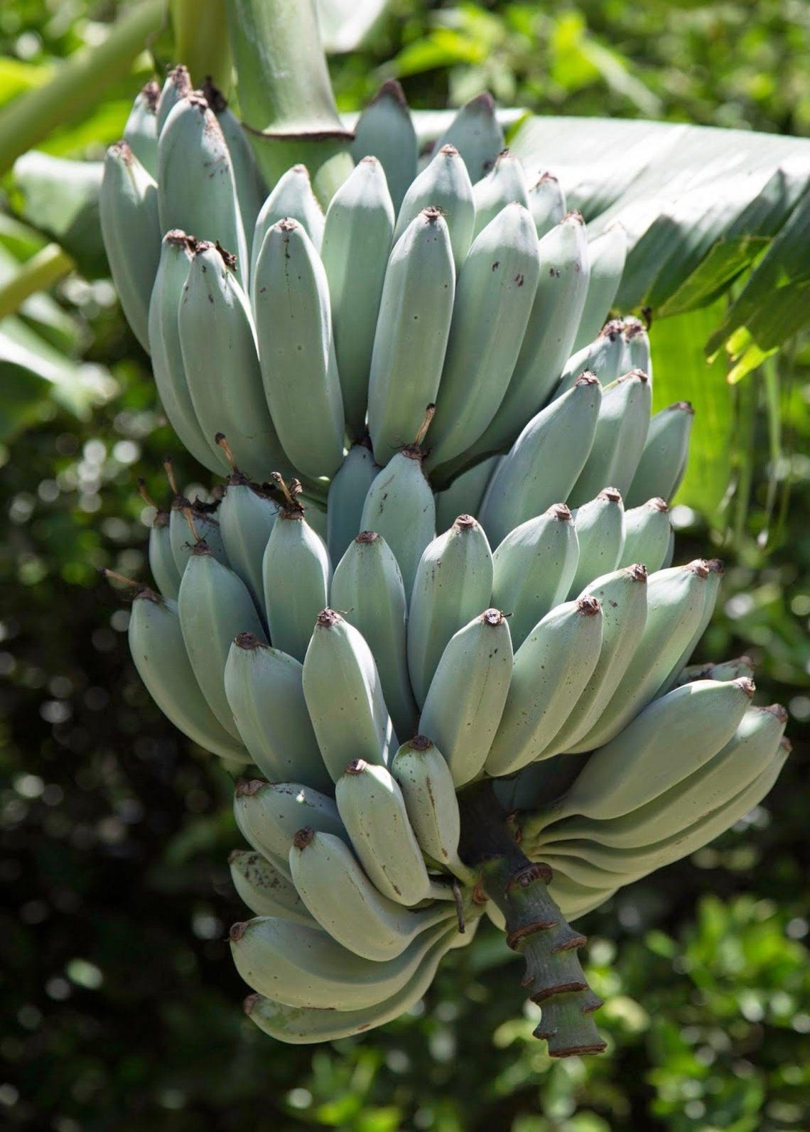 Banana 'blue Java' (musa Acuminata × Balbisiana) - Etsy