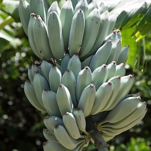 May include: A bunch of blue bananas hanging from a tree. The bananas are green and have a smooth, shiny skin.