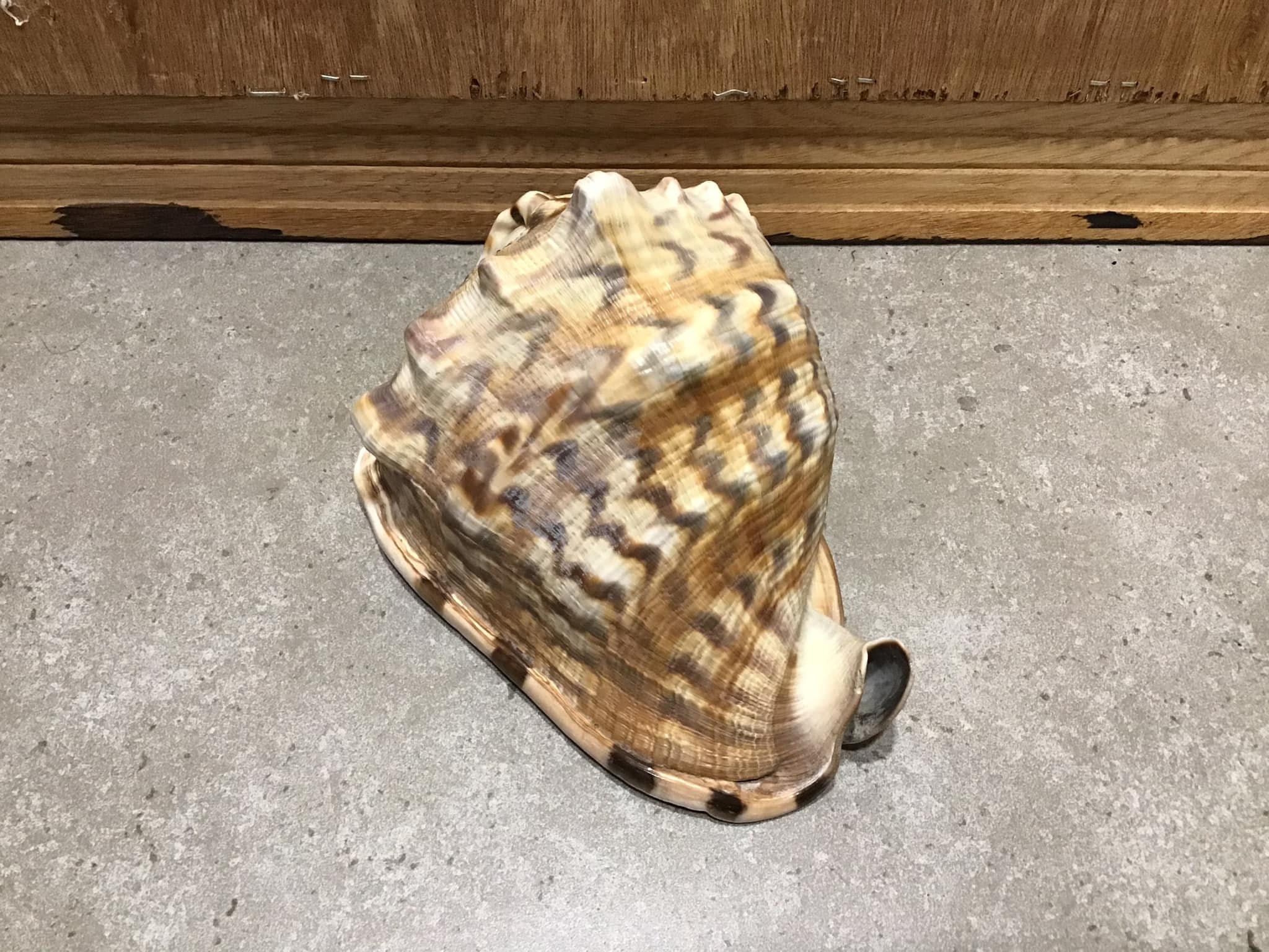 Vintage Bull Mouth Shell Natural Home Decor Vintage Helmet - Etsy