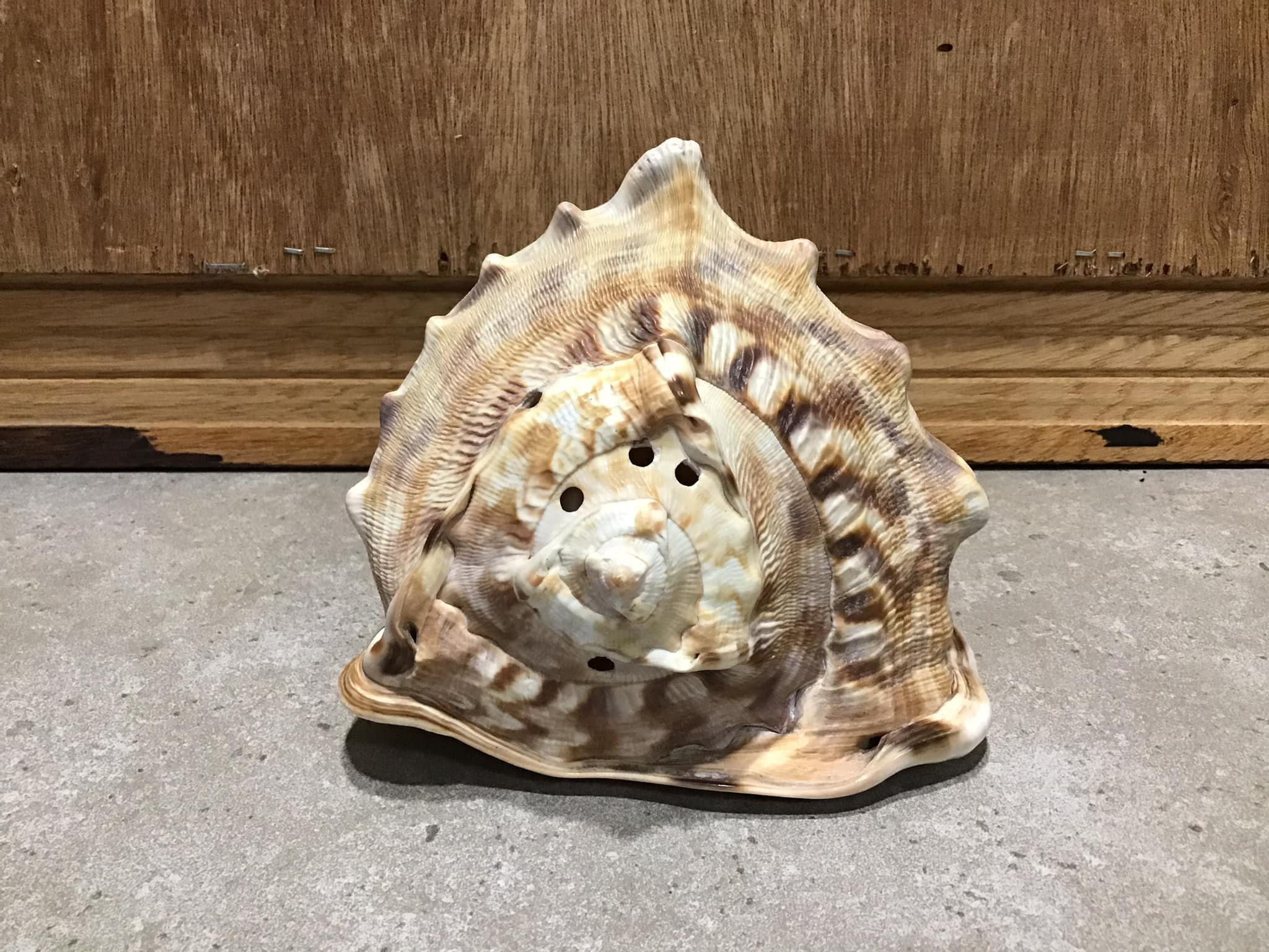 Vintage Bull Mouth Shell Natural Home Decor Vintage Helmet - Etsy