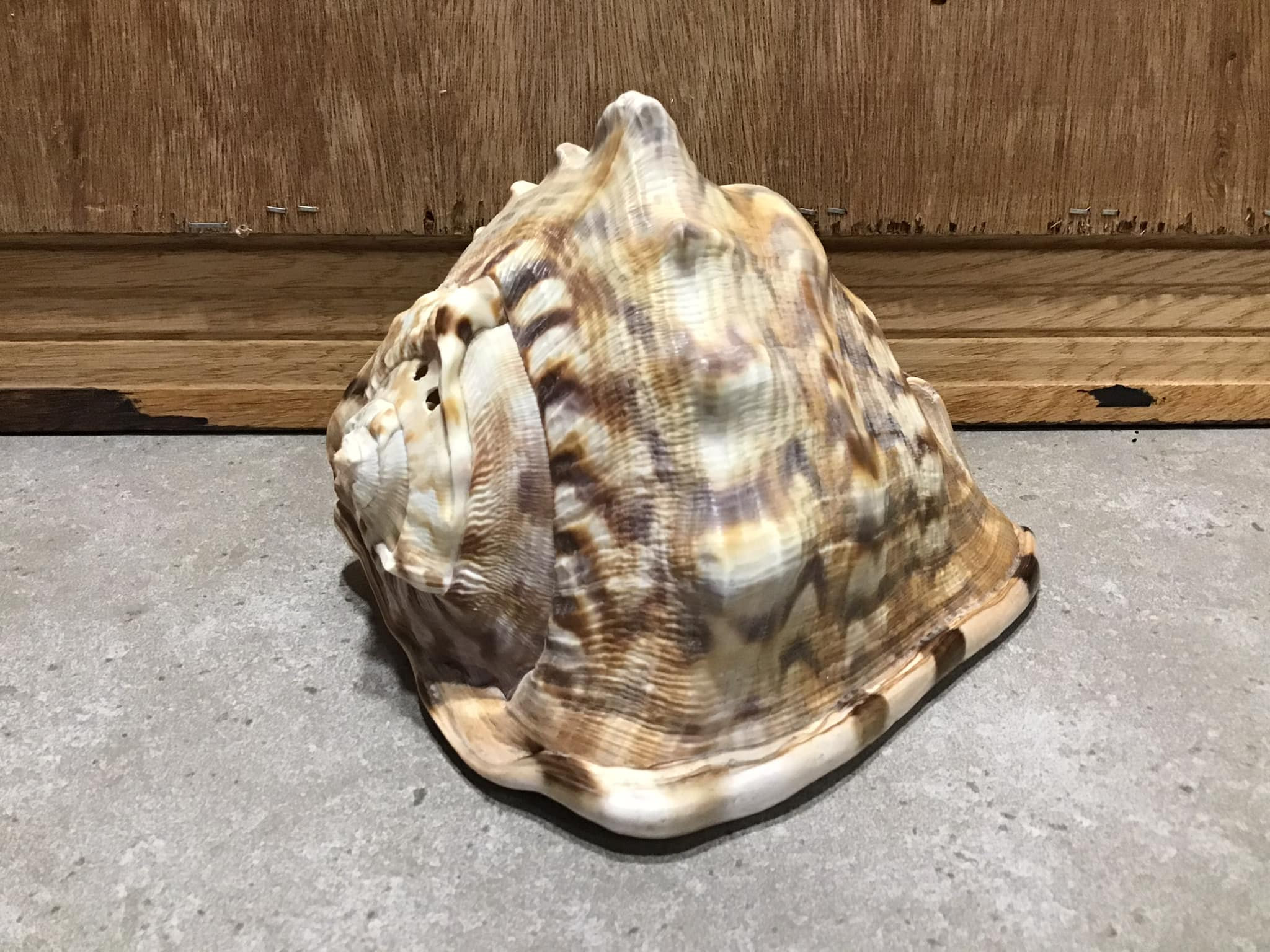 Vintage Bull Mouth Shell Natural Home Decor Vintage Helmet - Etsy