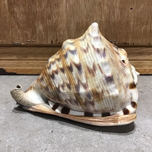 Vintage Bull mouth Shell Natural Home Decor Vintage Helmet Seashell