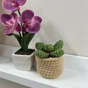 Crochet Succulent Pattern