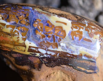 149ct 55x35x15 Koroit wood fossil opal polished collector grade Australian gem