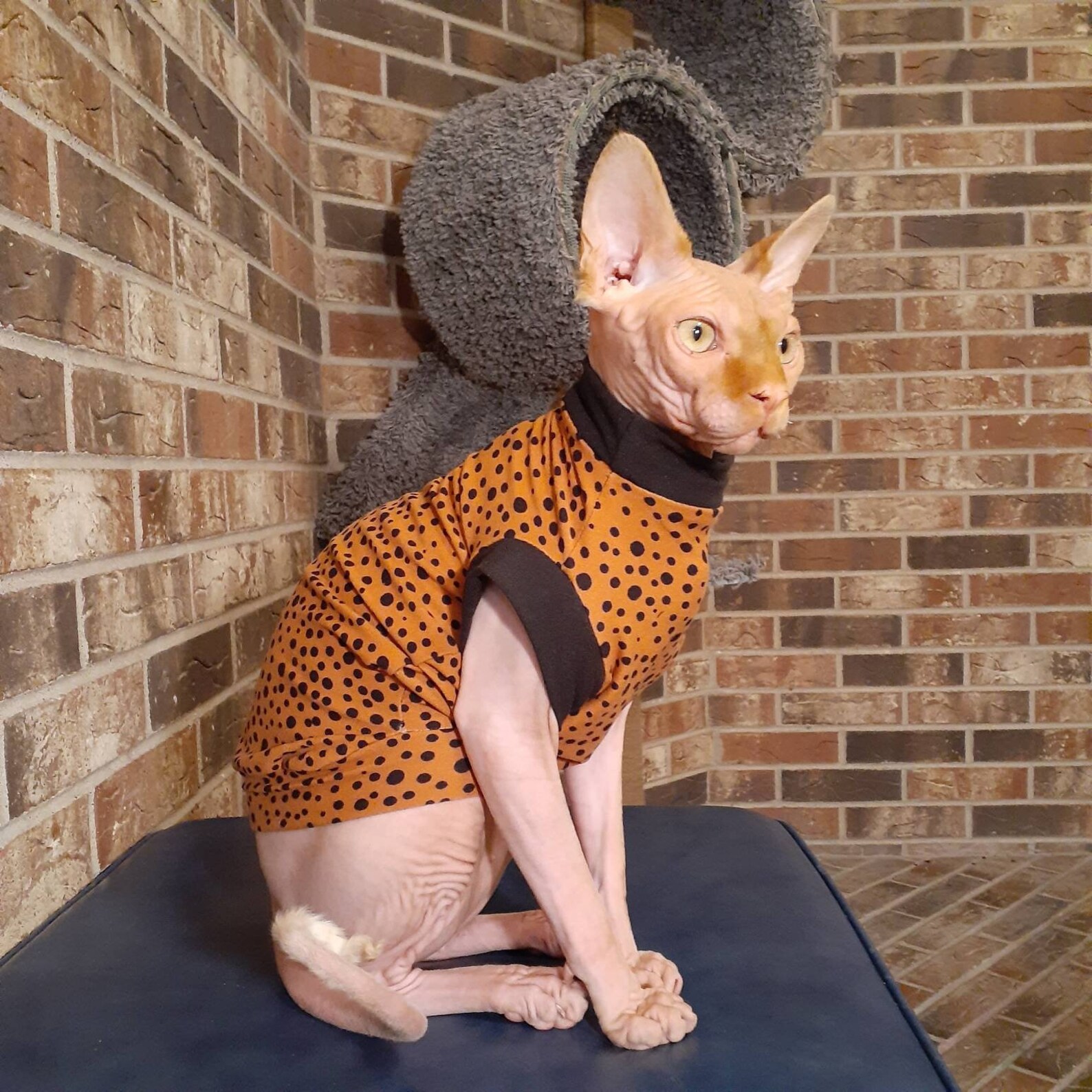 Sphynx Cat Clothes Sophisticated Sphynx Super Soft Cat Etsy