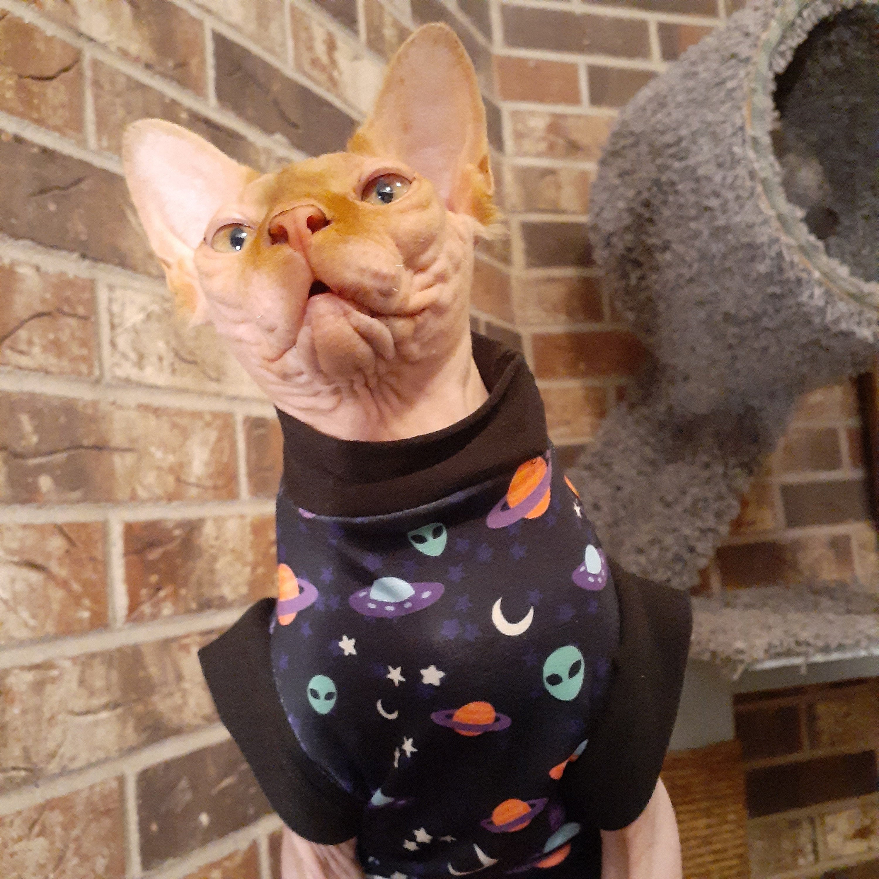 Etsy sphynx clothes hot sale