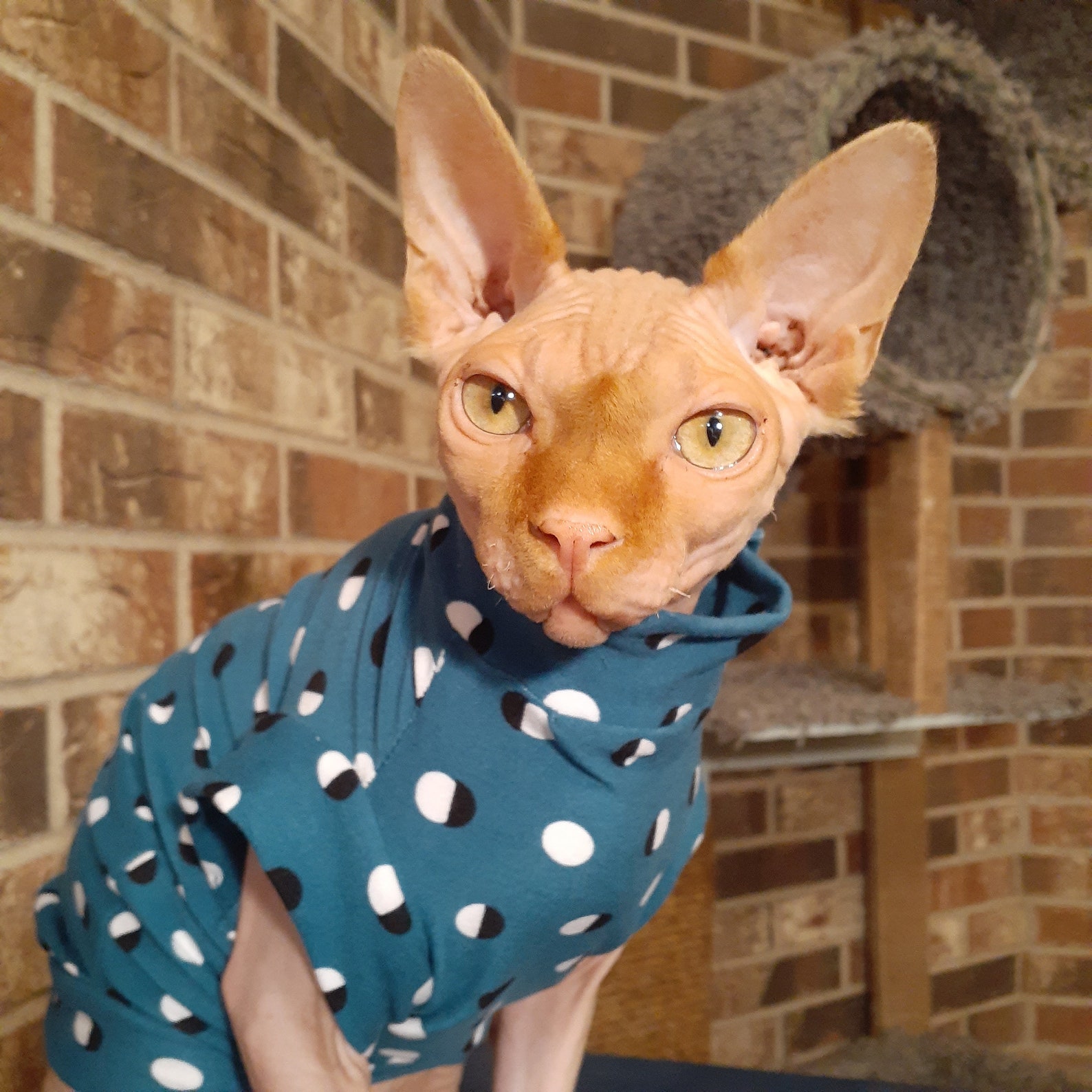 Sphynx Cat Clothes Sphynx Just Wanna Have FUN Hairless Cat Etsy