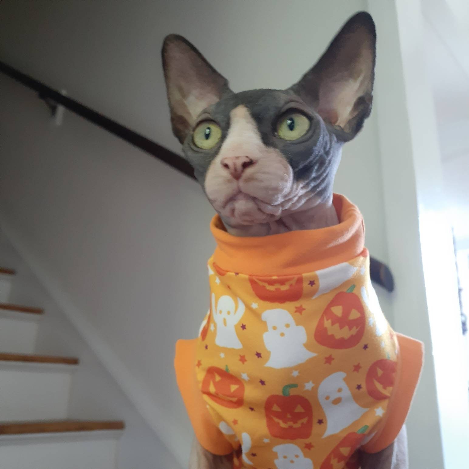 Sphynx Shirt - Etsy