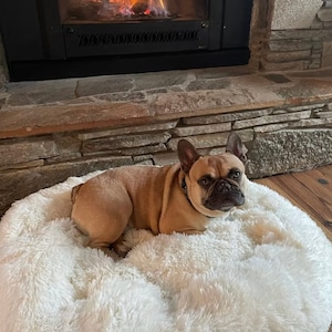 May include: A French bulldog dog laying on a white fluffy dog bed. The dog is brown and white with a black collar. The dog bed is round and has a fluffy texture.