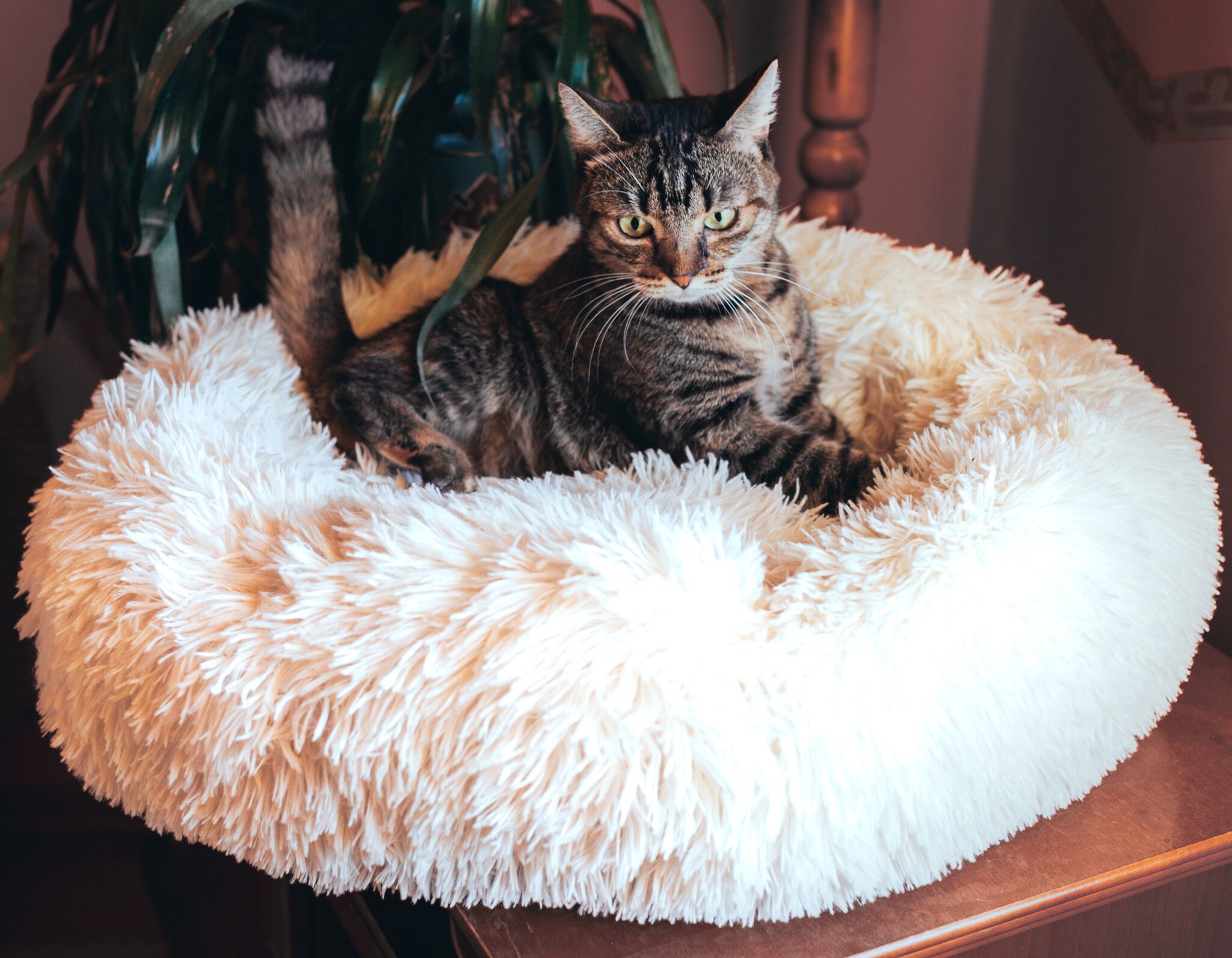Calming Cat Bed Donut Cat Bed Fluffy Pet Bed Warm Cat Etsy UK