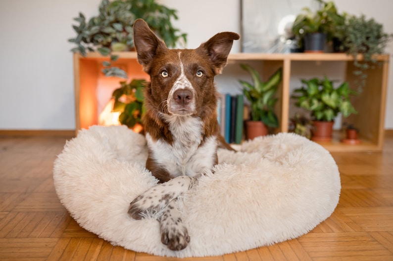 Premium Dog Bed - Washable Dog Bed - Modern Dog Bed, Orthopedic Dog Bed - Calming Dog Bed, Donut Pet Bed - Dog Bed large Dogs