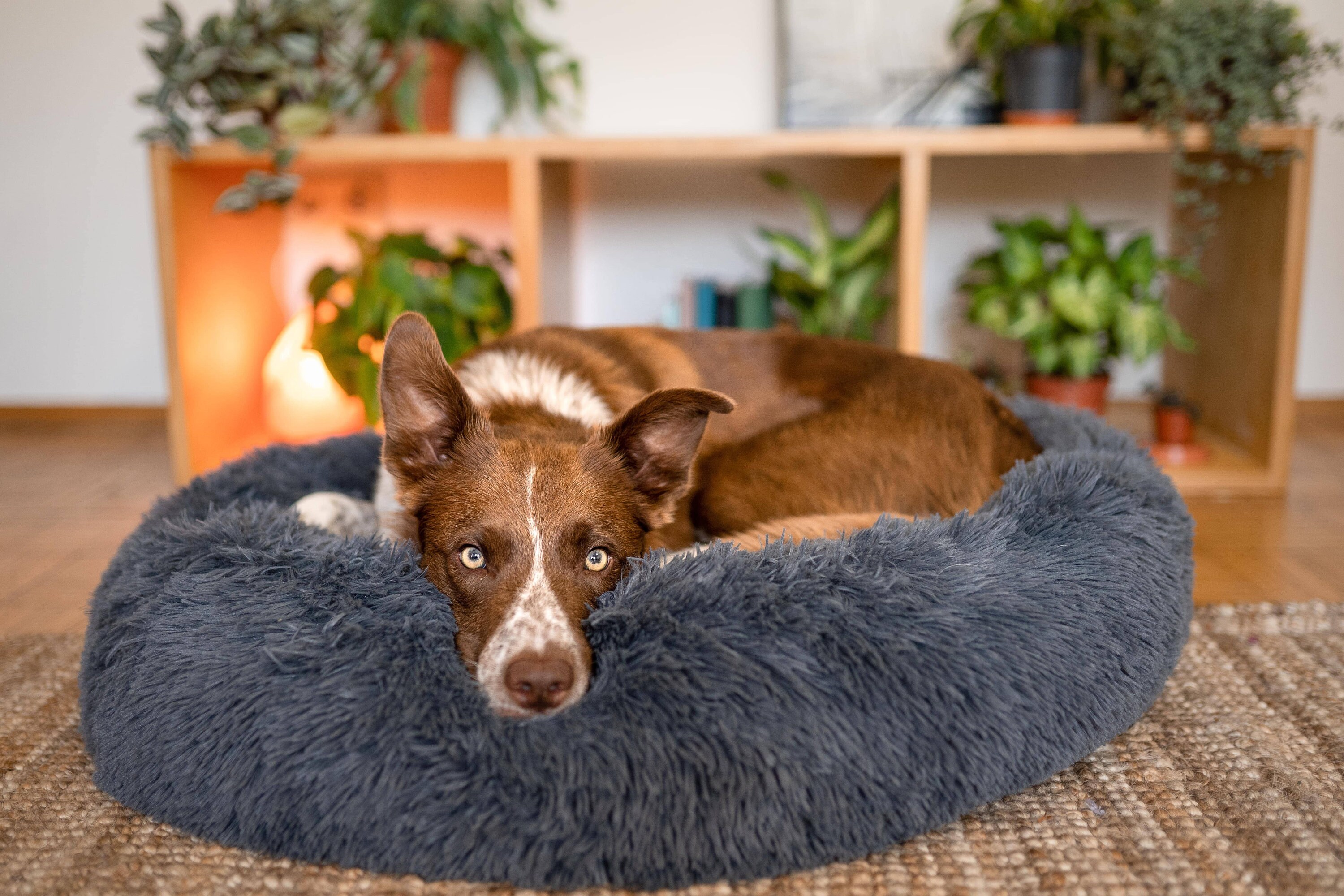 fluffy calming dog bed
