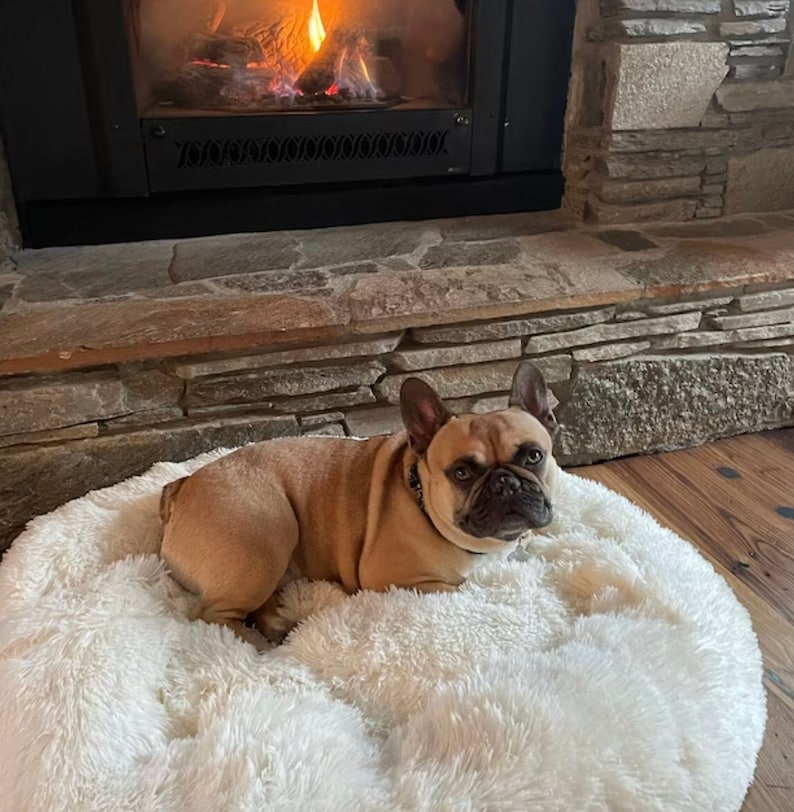 May include: A French bulldog dog laying on a white fluffy dog bed. The dog is brown and white with a black collar. The dog bed is round and has a fluffy texture.