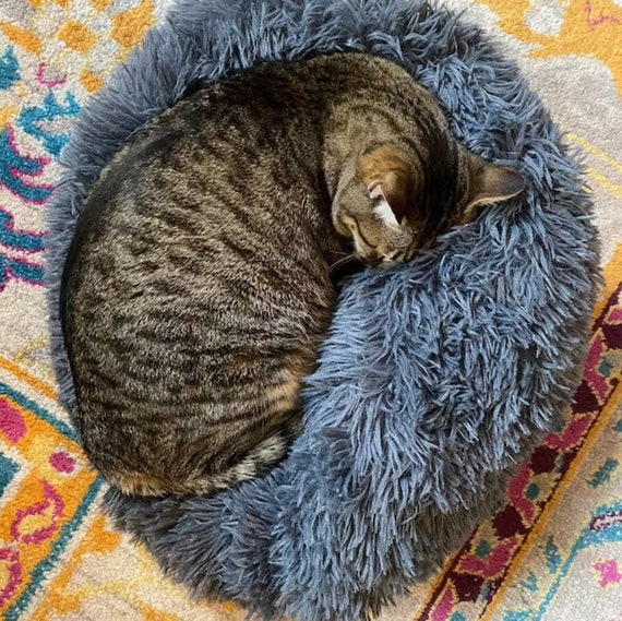 cat anxiety bed