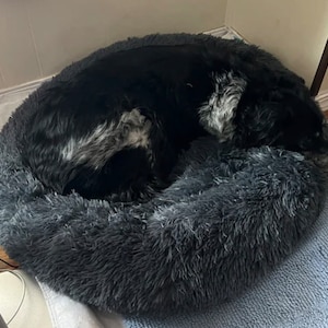 May include: A black and white dog curled up in a gray fluffy dog bed.