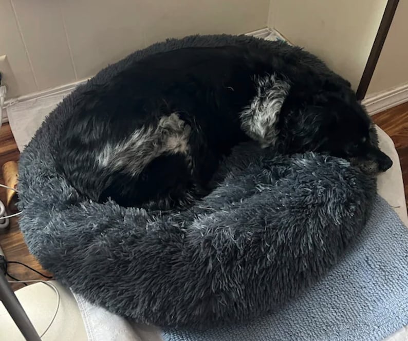 May include: A black and white dog curled up in a gray fluffy dog bed.