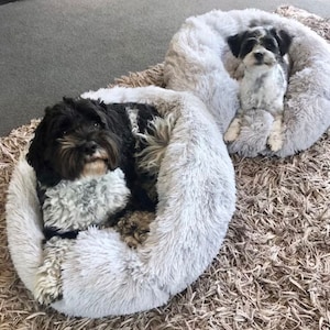 May include: Two black and white dogs are relaxing in gray fluffy dog beds. The beds are shaped like a donut and are on a brown shag carpet.