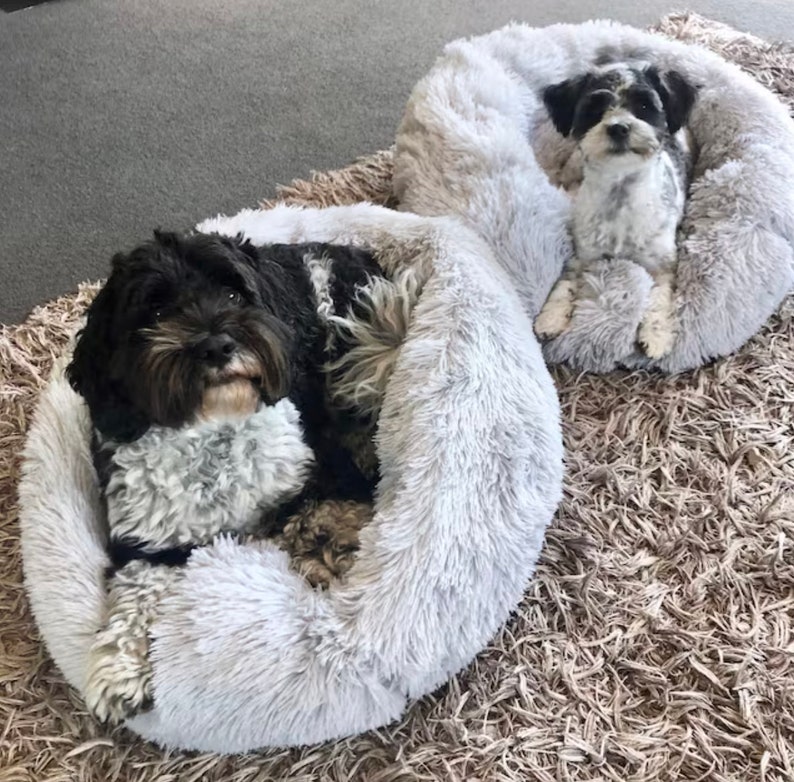 May include: Two black and white dogs are relaxing in gray fluffy dog beds. The beds are shaped like a donut and are on a brown shag carpet.
