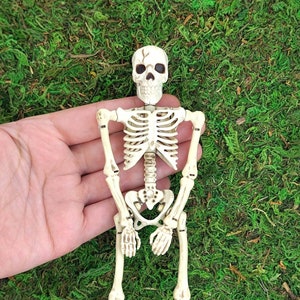 May include: A small, white plastic skeleton with a detailed ribcage and skull. The skeleton is posed in a sitting position with its arms crossed.