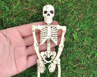 May include: A small, white plastic skeleton with a detailed ribcage and skull. The skeleton is posed in a sitting position with its arms crossed.
