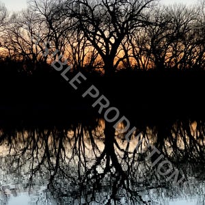 May include: Silhouette of bare trees reflected in a still body of water at sunset. The sky is a gradient of orange, pink, and blue.