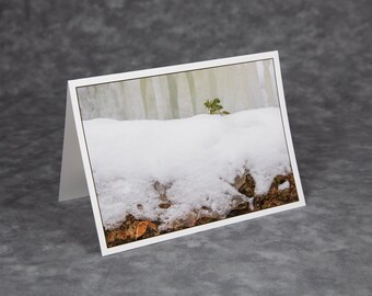 Hemlock/Tiny Hemlock Growing on Snow Covered Tree Trunk/Blank Photo Greeting Card/Soft Matte Excellent for Writing Notes/Nature Note Card