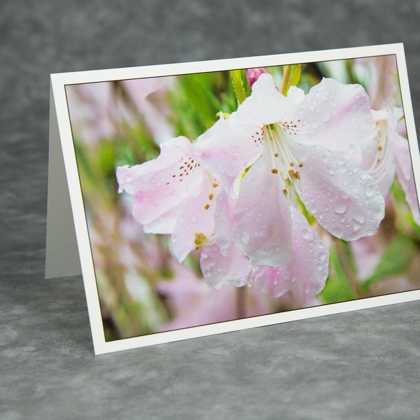 Spring Azalea/Asticou Gardens Northeast Harbor Maine/Spring Flowers/Blank Photo Greeting Card/Soft Matte Excellent for Writing Notes