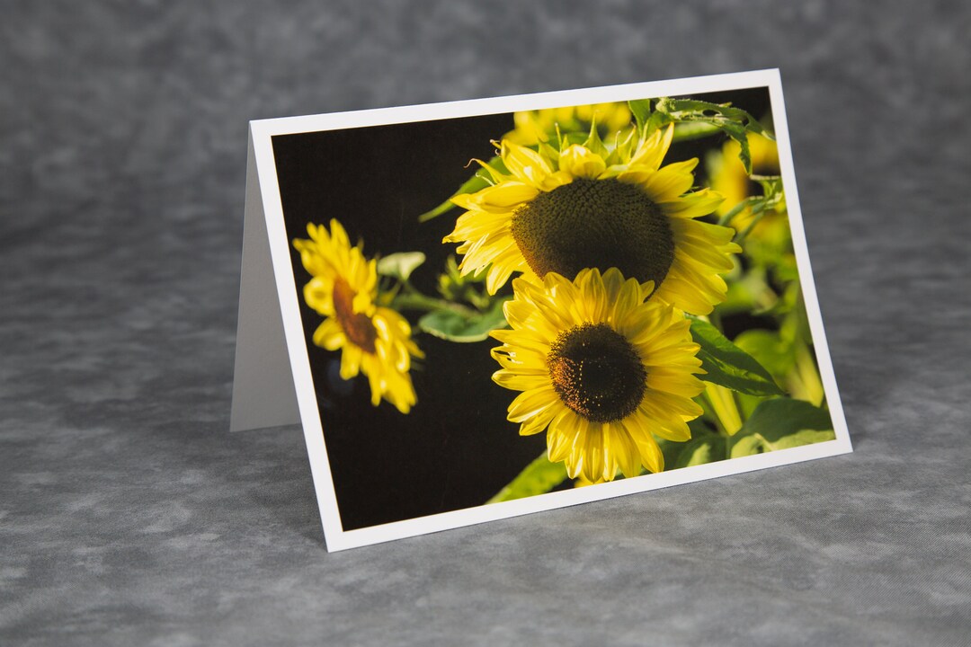 Tenderness/yellow Sunflower Bent Over as Though Kissing the One in