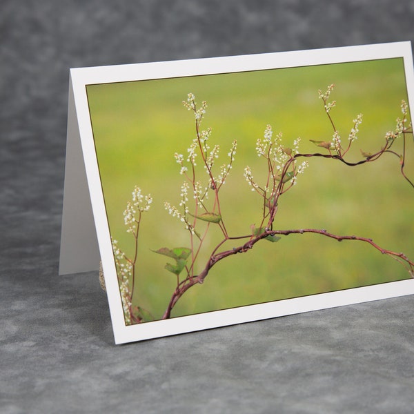 Haiku/Tiny White Flowers on Vine/Blank Photo Greeting Card/Soft Matte Excellent for Writing Notes/Nature Card