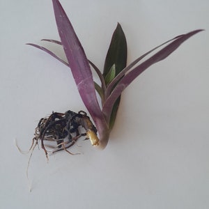 Oyster Plant Cutting- Tradescantia Spathacea