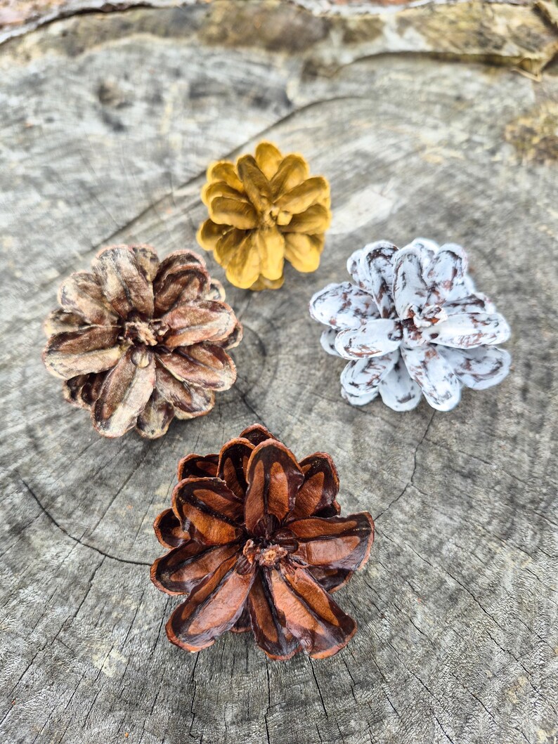 May include: Four decorative pine cones in shades of brown, gold, and white, arranged on a weathered wooden surface. The cones are open, displaying their intricate textures and natural colors. The image captures the beauty of nature.