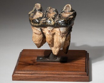 Genuine Extinct MASTADON molar section