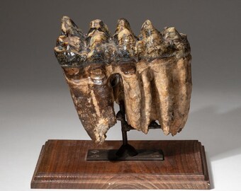 Genuine Extinct MASTADON molar section