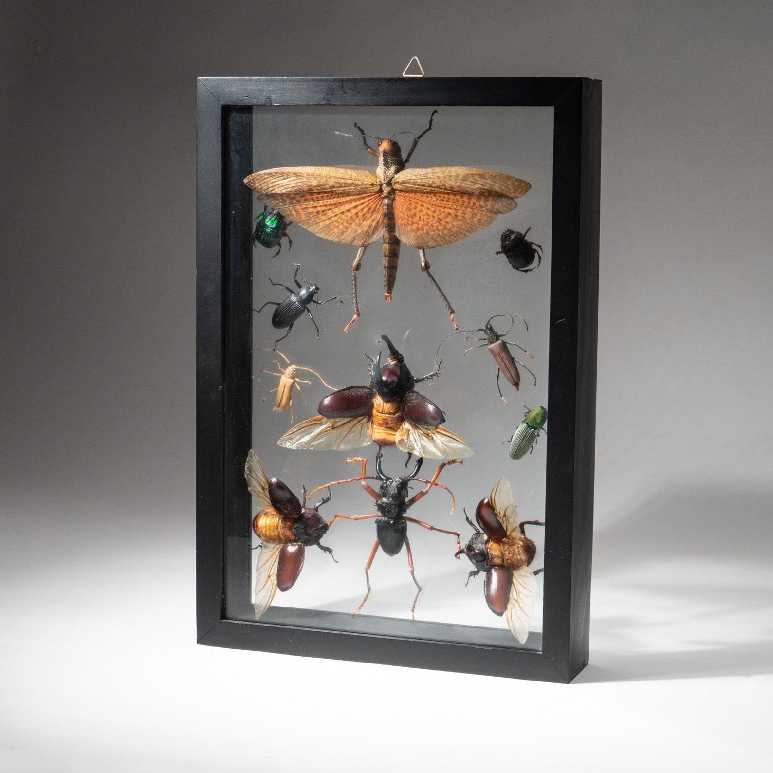 11 Genuine Insects in Black Display Frame LTE30 Etsy
