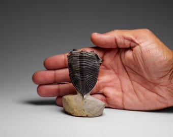 本物のホラドプス・メサクリスタタ三葉虫（化石）（母岩付き、144