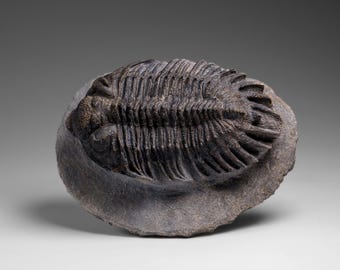 三葉虫、アンダルシアナ化石 約16センチ￼ モロッコ産 巨大！5億3000万年前のアンダルシアナ三葉虫化石！モロッコ・アニフ産