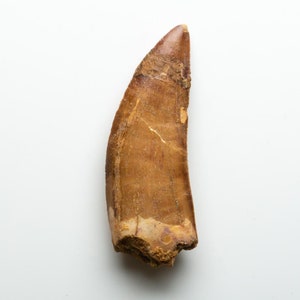 Genuine Natural Large Carcharodontosaurus Dinosaur Tooth