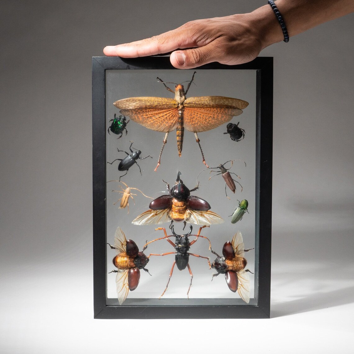11 Genuine Insects in Black Display Frame LTE30 Etsy