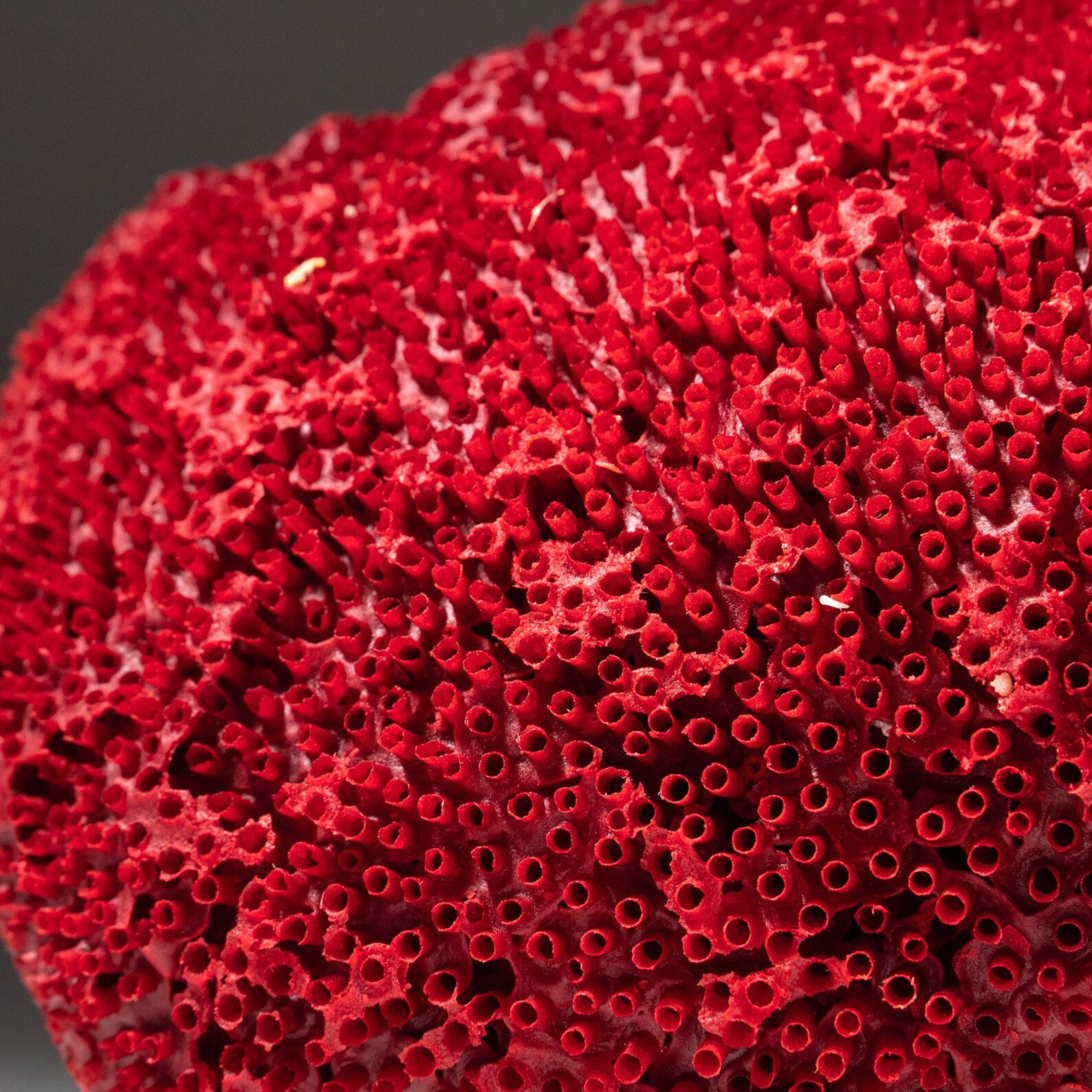 Natural Red Pipe Organ Coral 283 gramos RPC25 | Etsy