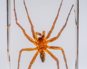 ルーサイト製の本物の小さなクモ - Etsy 日本
