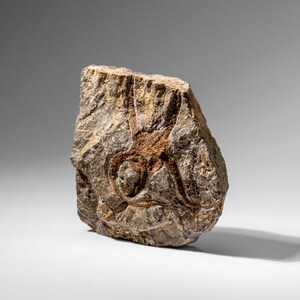 Fósil auténtico de estrella de mar quebradiza (2,35 libras) imagen 5