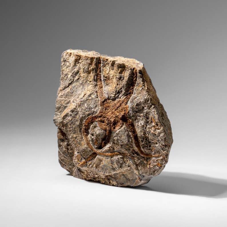 Fósil auténtico de estrella de mar quebradiza (2,35 libras) imagen 5