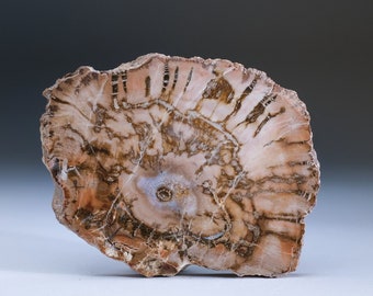 Petrified Wood Slice Freeform from Madagascar (183.2g) - PWS33