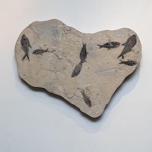 Giant Diplomytus and Cockerellites Fish Fossil Plate