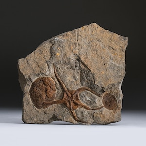 Ophiuroidea Brittle Star Fossil (1.2 lbs)
