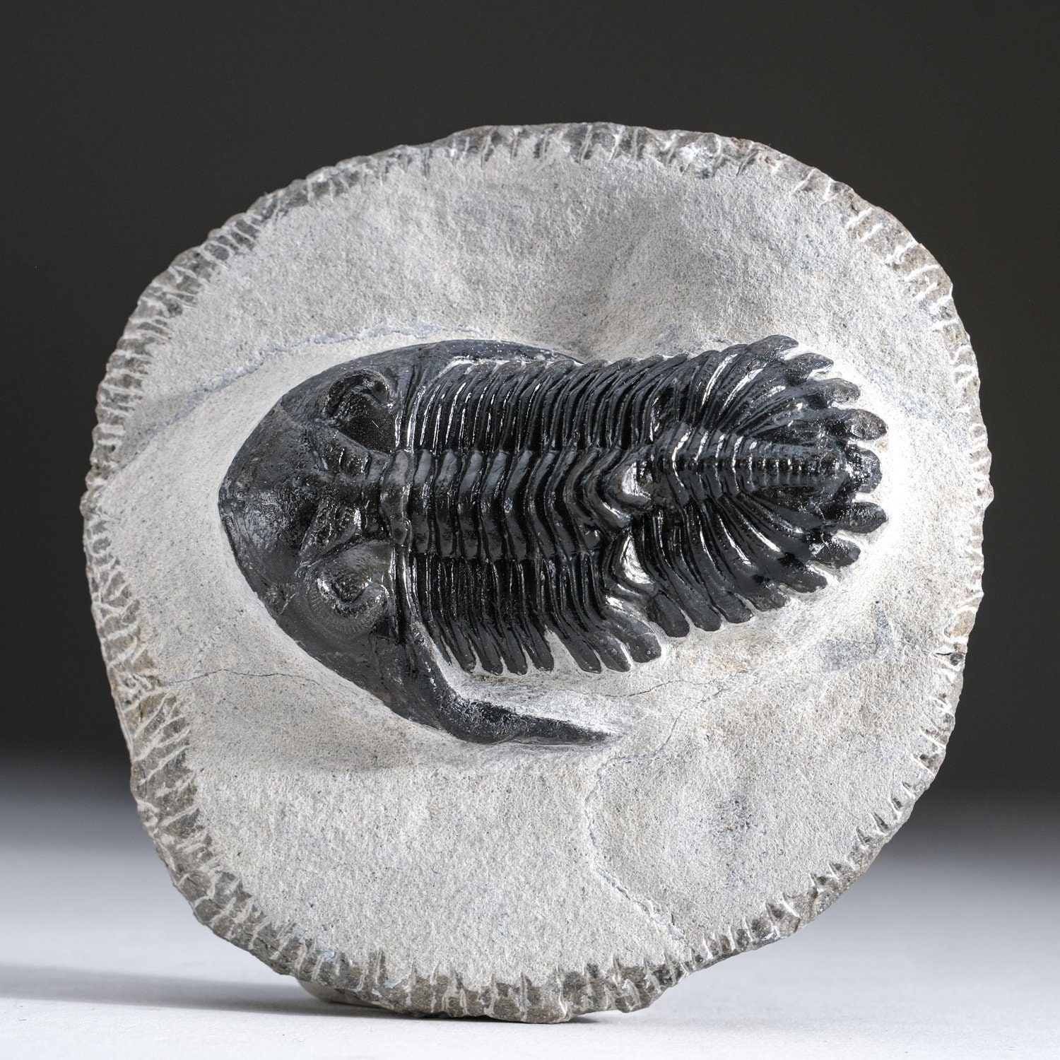 三葉虫モロッコ②Hollardops?ホラドプス il_fullxfull.3494164667_nsbc.jpg