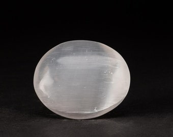 本物のホラドプス・メサクリスタタ三葉虫（化石）（母岩付き、144