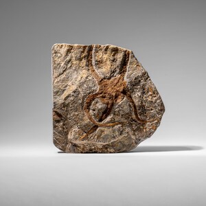 Fósil auténtico de estrella de mar quebradiza (2,35 libras) imagen 1