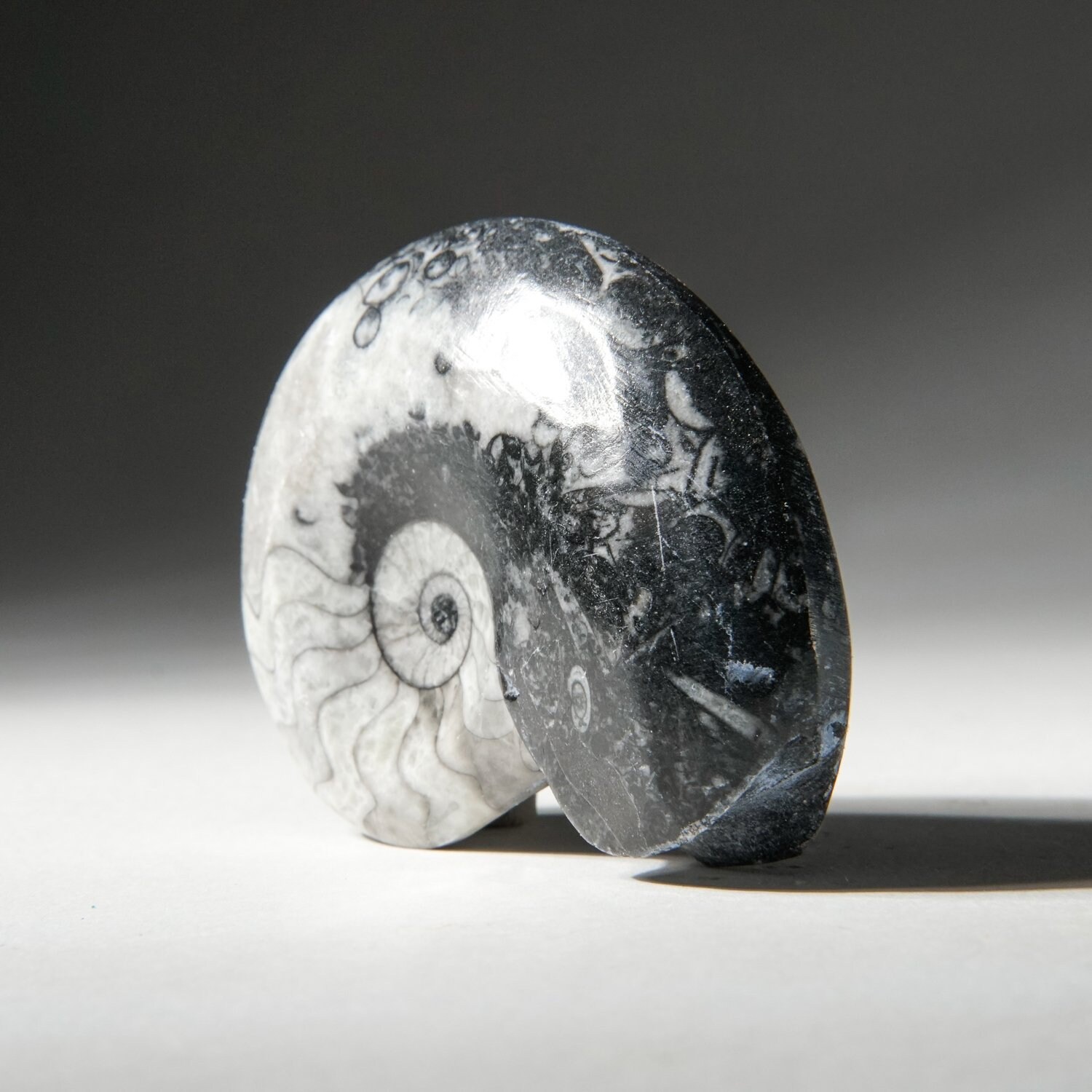 Medium Genuine Polished Goniatite Ammonite Fossil - GAF2 66.5 Grams 