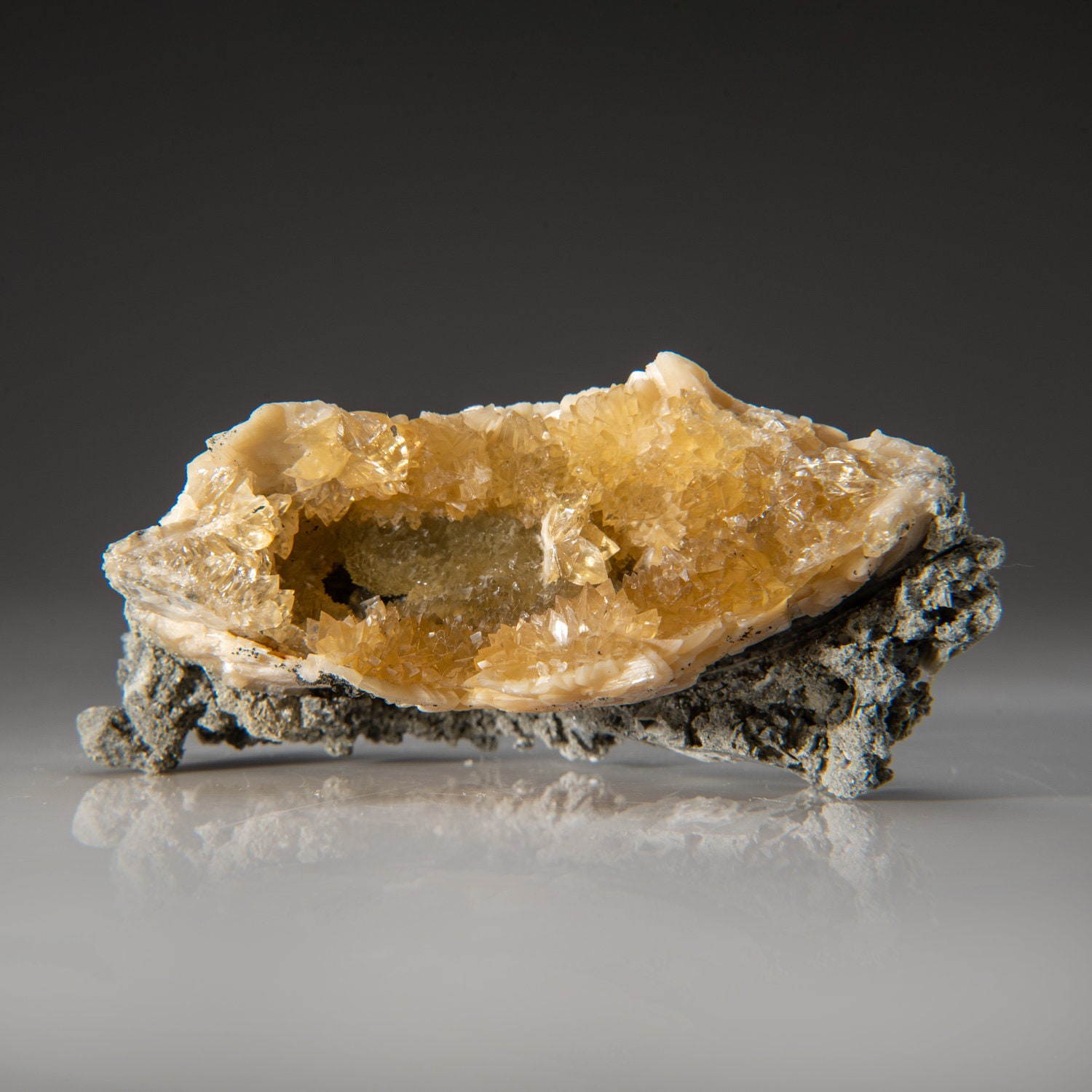 Calcite in Mercenaria Permagna from Ruck's Pit Quarry, Fort Drum, Okeechobee County, Florida USA